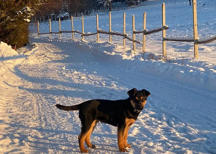 Pod Lasem - Brzozowy